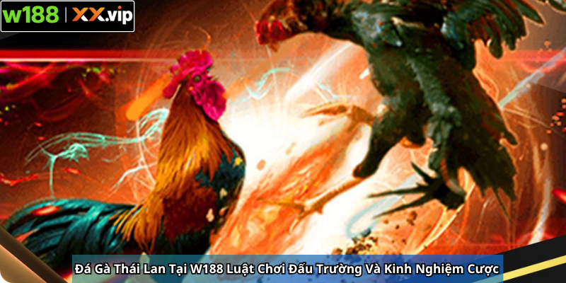 Đá Gà Thái Lan Tại W188 Luật Chơi Đấu Trường Và Kinh Nghiệm Cược