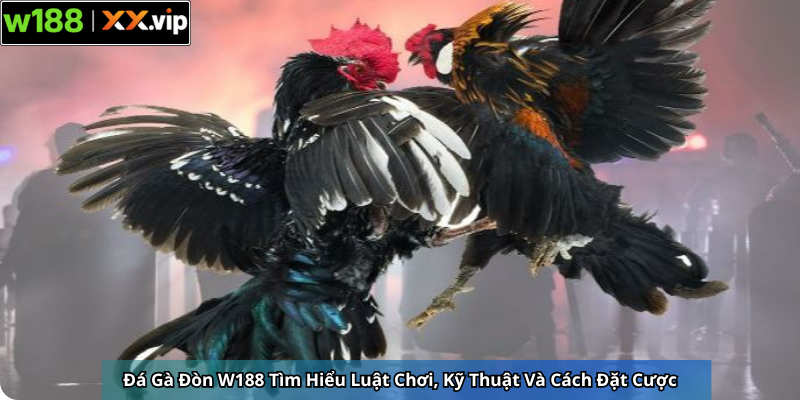 Đá Gà Đòn W188 Tìm Hiểu Luật Chơi, Kỹ Thuật Và Cách Đặt Cược